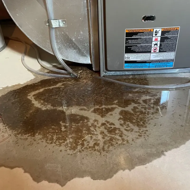 Pipe Burst and Leak Restoration in Colonial Heights, TN