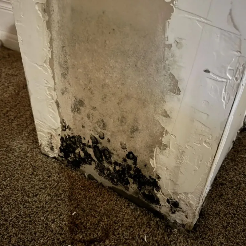 Professional Mold Removal in Colonial Heights, TN